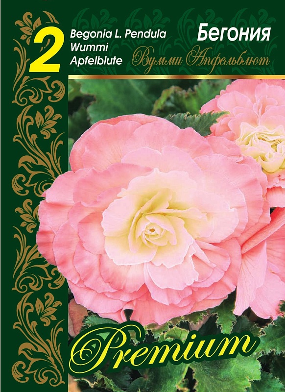 Бегония Вумми Апфельблюте 1 уп. (2 шт.)